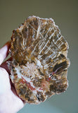 Petrified Wood Slab