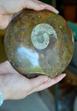 Moroccan Goniatite Fossil  X-Large Button