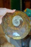 Moroccan Goniatite Fossil  X-Large Button