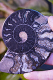 Black Ammonite Pair