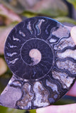 Black Ammonite Pair