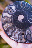 Black Ammonite Pair