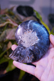 Black Ammonite Pair