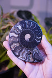 Black Ammonite Pair